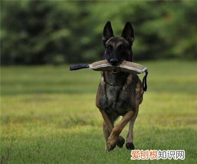马犬什么时候性格稳定 马犬什么时候能长大
