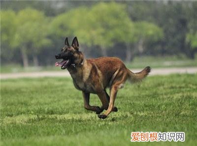马犬什么时候性格稳定 马犬什么时候能长大