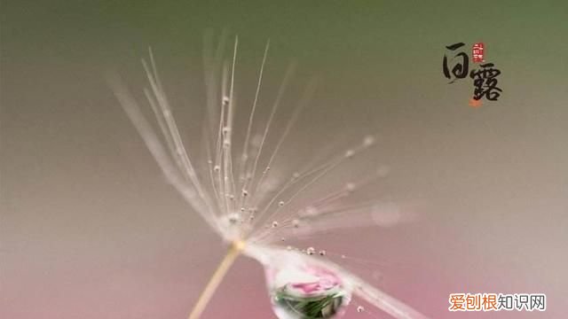 白露什么意思啊? 白露是什么季节,是几月几日