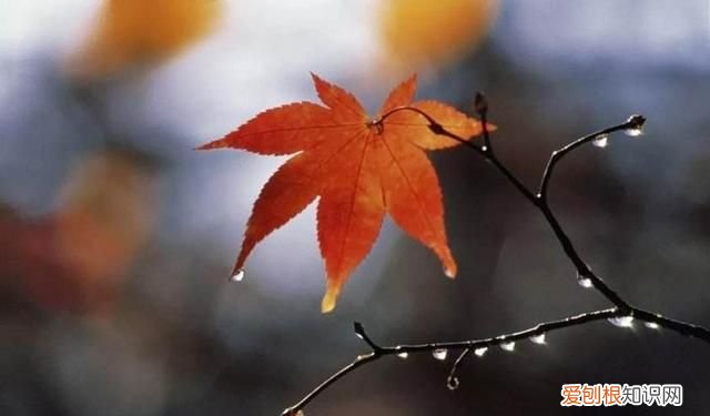 白露什么意思啊? 白露是什么季节,是几月几日
