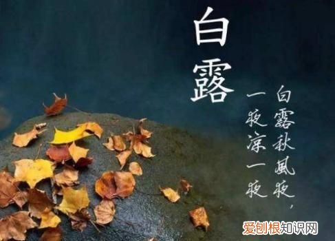 白露什么意思啊? 白露是什么季节,是几月几日