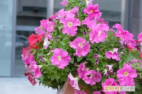 矮牵牛花生长过程图文 矮牵牛要让它开的花大而多，在花前花后要做好！