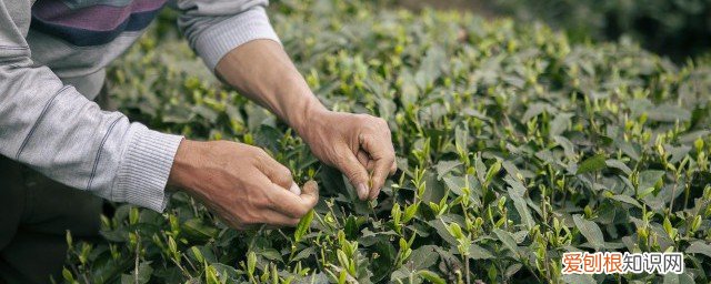 那些茶叶可以冷泡 什么茶叶可以冷泡茶怎么泡
