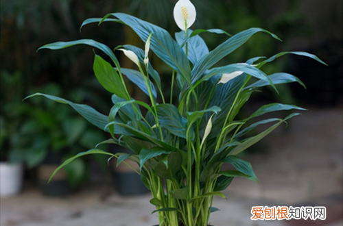 一帆风顺为什么不开花了 一帆风顺总是不开花，哪里出了问题？