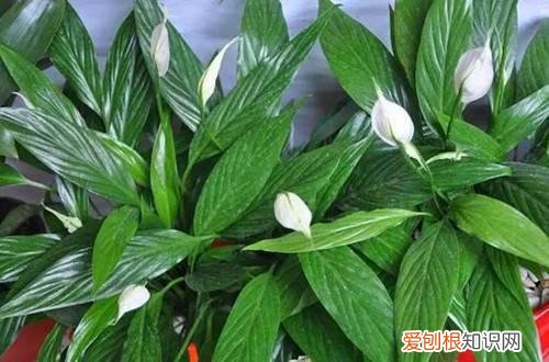 一帆风顺为什么不开花了 一帆风顺总是不开花，哪里出了问题？