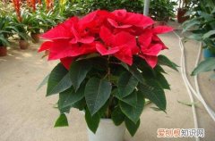 一品红冬天怎么养护 冬天养护一品红，只要做好这几件事，就能叶绿花红，漂亮又喜庆！