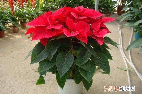 一品红冬天怎么养护 冬天养护一品红，只要做好这几件事，就能叶绿花红，漂亮又喜庆！