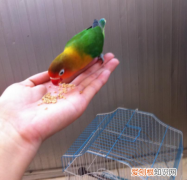 家养牡丹鹦鹉吃什么食物 养牡丹鹦鹉吃什么食物最好