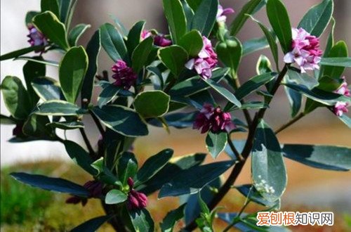金边瑞香不开花是什么原因,怎么解决 金边瑞香不开花是什么原因,怎么解决?