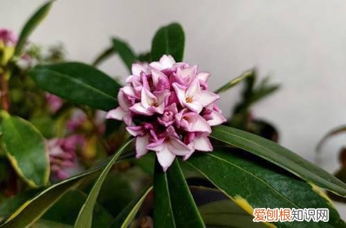 金边瑞香不开花是什么原因,怎么解决 金边瑞香不开花是什么原因,怎么解决?