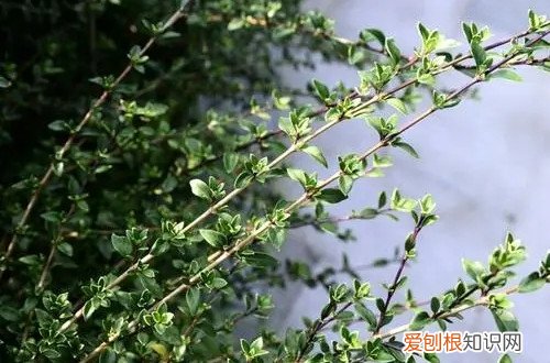 六月雪掉花苞 六月雪在花期要多注意这几点,就能花满枝头!