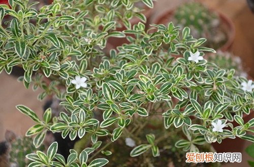 六月雪掉花苞 六月雪在花期要多注意这几点,就能花满枝头!