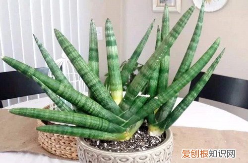 佛前香棒叶虎皮兰栽培方法 佛前香虎皮兰要这样养，就能养得绿油油的！