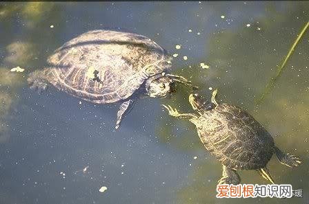 红耳巴西龟的介绍 红耳巴西龟怎么样