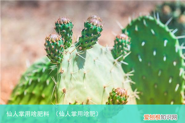 仙人掌用啥肥 仙人掌用啥肥料
