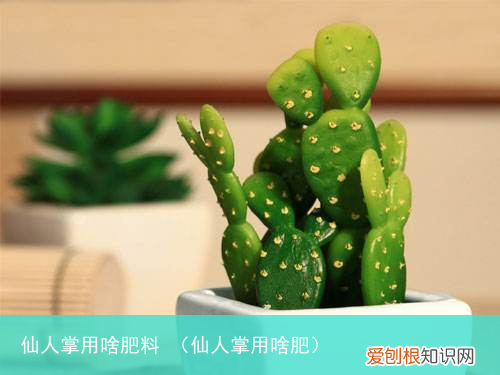 仙人掌用啥肥 仙人掌用啥肥料