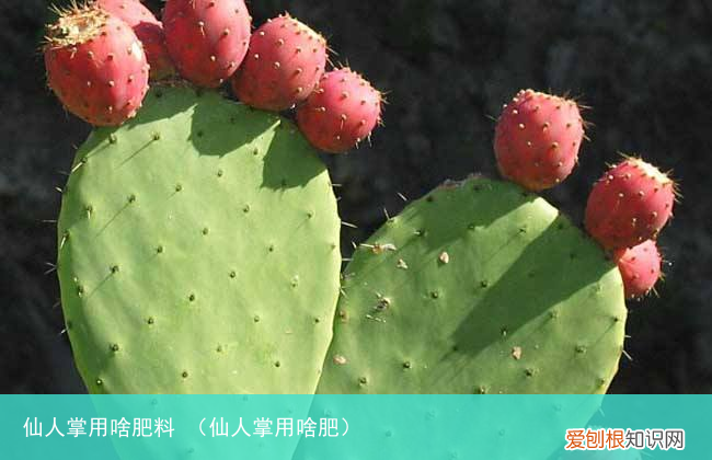 仙人掌用啥肥 仙人掌用啥肥料