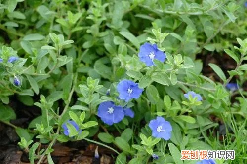 蓝星花冬天能在室外过冬吗 蓝星花冬天注意这些养护方法，养好了在冬天也能看花！