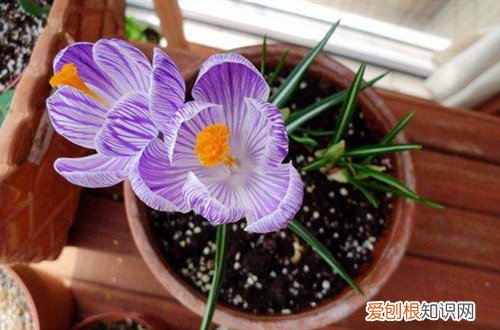 藏红花颜色发黄 藏红花黄叶怎么办？有可能是这四个原因引起的！