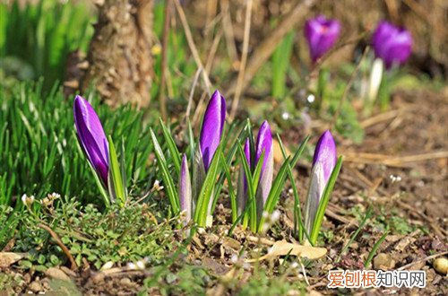 藏红花颜色发黄 藏红花黄叶怎么办？有可能是这四个原因引起的！
