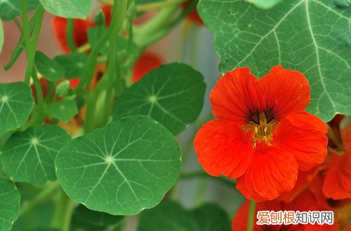 旱金莲种上多长时间开花,怎么养护 旱金莲冬天要怎么养才能开花？注意这几点养护细节！