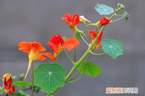 旱金莲种上多长时间开花,怎么养护 旱金莲冬天要怎么养才能开花？注意这几点养护细节！