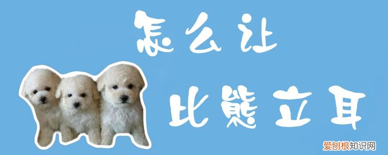 怎么让比熊立耳，立耳比熊什么时候能立耳
