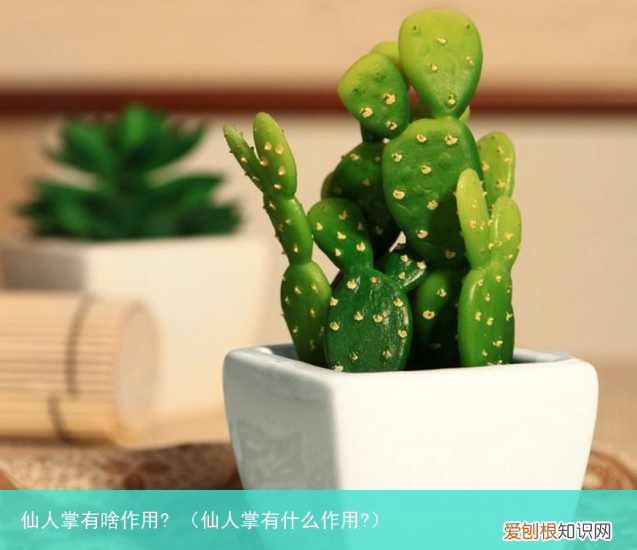 仙人掌有什么作用? 仙人掌有啥作用?