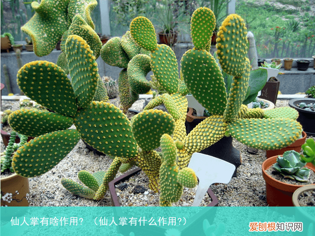 仙人掌有什么作用? 仙人掌有啥作用?