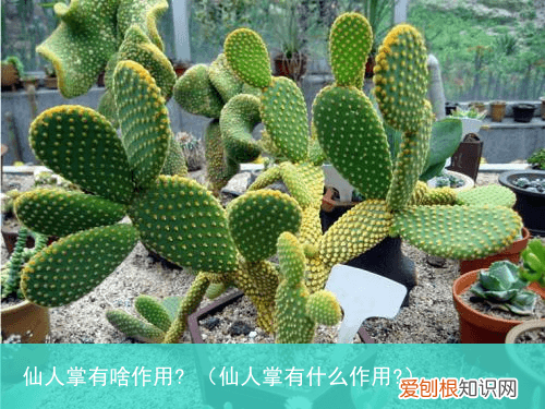 仙人掌有什么作用? 仙人掌有啥作用?