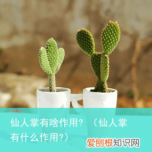 仙人掌有什么作用? 仙人掌有啥作用?