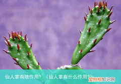 仙人掌有什么作用? 仙人掌有啥作用?