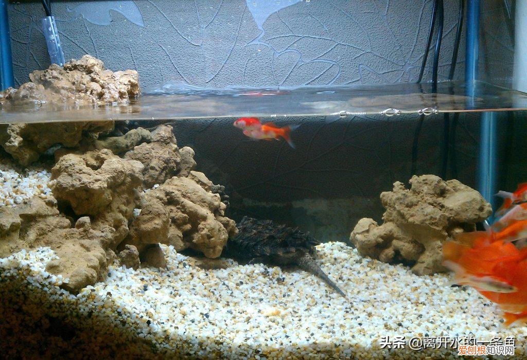 鳄龟怎样养才凶猛 鳄龟怎样养长的快
