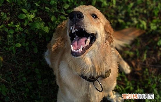 狗狗肠胃恢复期吃什么食物好 狗狗肠胃恢复期吃什么食物