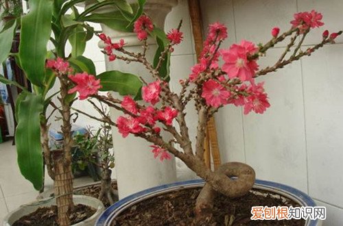 碧桃冬天怎么养 想要春天碧桃开花，冬天一定要养护好！