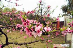 碧桃冬天怎么养 想要春天碧桃开花，冬天一定要养护好！
