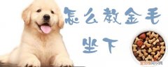 怎么教金毛坐下，金毛怎么训练坐