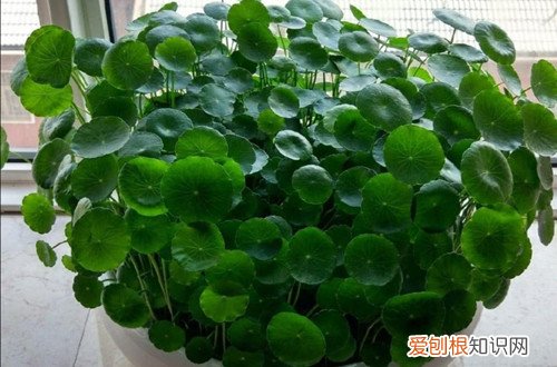 铜钱草怎样繁殖快 铜钱草怎么繁殖？用这三种方法，繁殖成功率高！