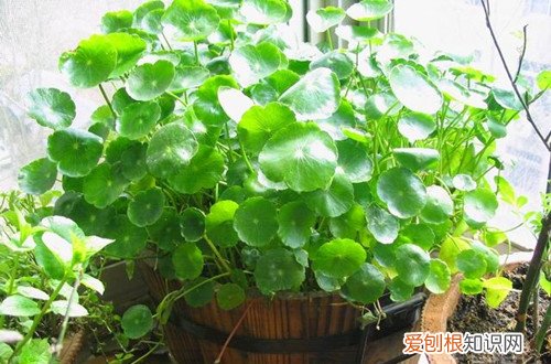 铜钱草怎样繁殖快 铜钱草怎么繁殖？用这三种方法，繁殖成功率高！