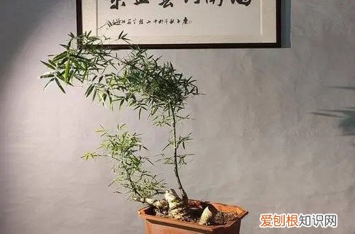 小叶簕竹种植方法 小叶簕竹盆景怎么养护？有哪些注意事项？