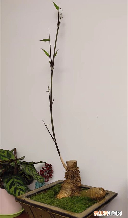 小叶簕竹种植方法 小叶簕竹盆景怎么养护？有哪些注意事项？