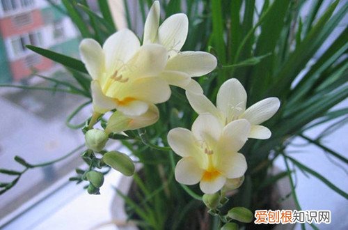 晚香玉叶子耷拉 晚香玉叶子发黄、打蔫是什么原因？有什么解决方法？