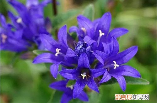 龙胆花叶子出现枯萎 龙胆花花朵枯萎的原因及解决方法