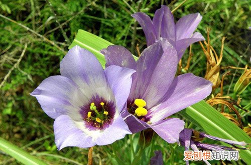 龙胆花叶子出现枯萎 龙胆花花朵枯萎的原因及解决方法