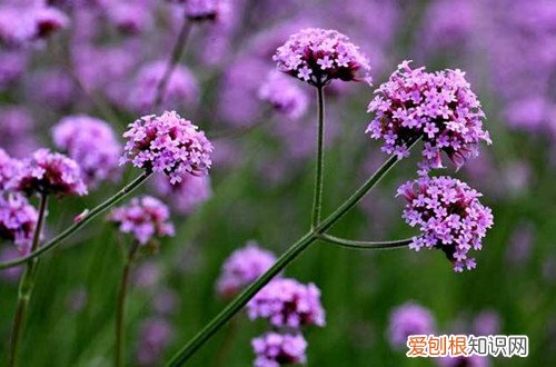 马鞭草什么时候开花时间 马鞭草什么时候开花？黄叶怎么办？