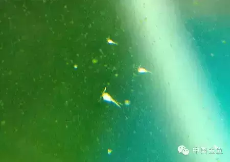 金鱼吃哪种饲料长得快 金鱼吃什么样的鱼食最好