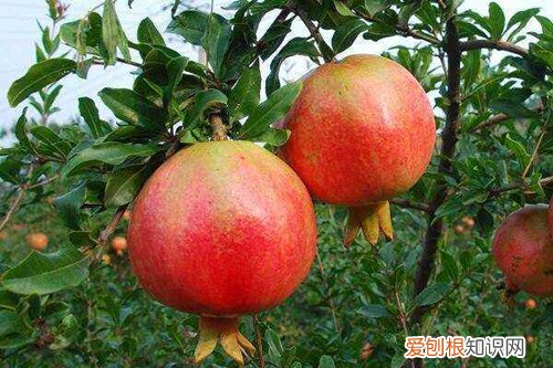 石榴成熟是在什么季节成熟的 喜欢吃石榴的你，知道它什么时候成熟吗？怎样才算成熟？