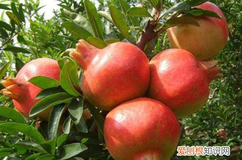 石榴成熟是在什么季节成熟的 喜欢吃石榴的你，知道它什么时候成熟吗？怎样才算成熟？