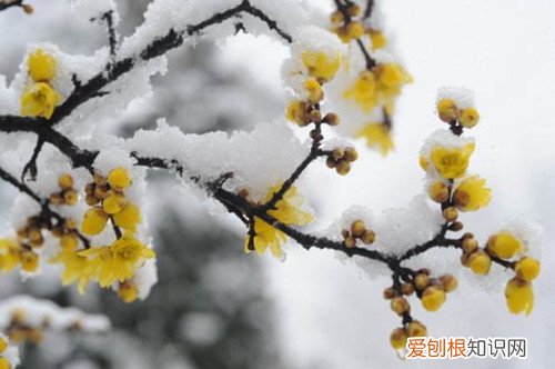 腊梅枯了怎么办 刚移栽的腊梅无精打采，还掉叶子，不知道怎么办？是什么原因？