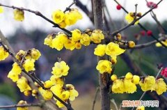 腊梅枯了怎么办 刚移栽的腊梅无精打采，还掉叶子，不知道怎么办？是什么原因？